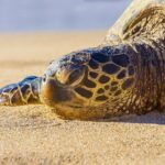 Private Shore Excursion: Best Highlights of Maui - What Makes This Tour Special?