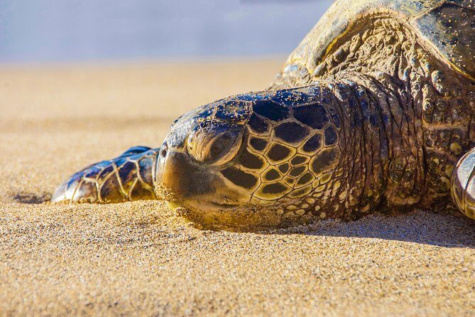 Private Shore Excursion: Best Highlights of Maui - What Makes This Tour Special?