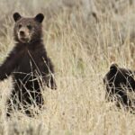 Private Small Group Yellowstone Wildlife Safari - Who Will Love This Tour?