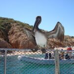 Private Snorkel Cruise in Cabo San Lucas - Who Should Consider This Tour?
