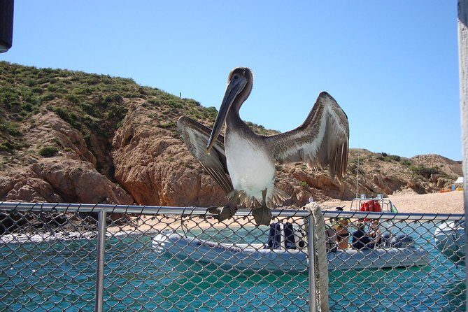 Private Snorkel Cruise in Cabo San Lucas - Who Should Consider This Tour?