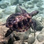 Private Snorkel tours - The Locations: Shark’s Cove & Electric Beach