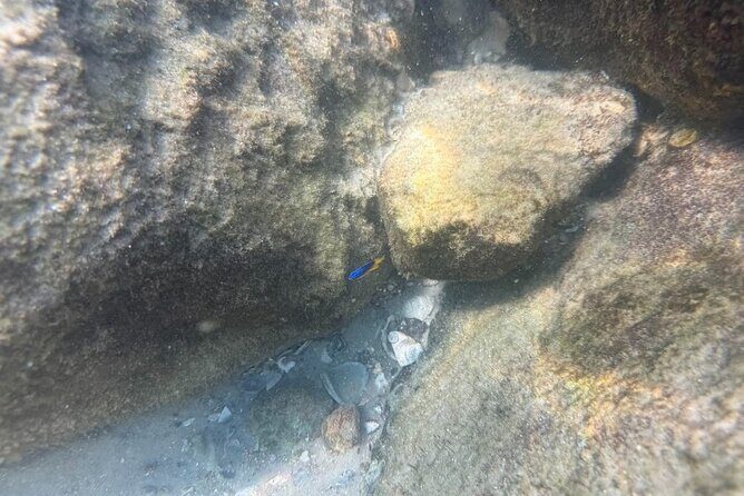 Private Snorkeling Excursion - Who This Tour is Perfect For