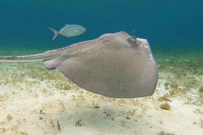 Private snorkeling tour to El Cielo - Detailed Breakdown of the Itinerary