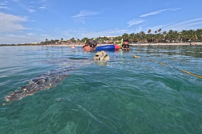 Private Snorkeling with Sea Turtles in Akumal Beach - The Value of the Experience