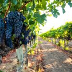 Private Summerlands Bottleneck Drive Wine Tour from Kelowna - What Makes This Tour Stand Out