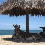 Private Surf Expedition in Baja, East Cape - What’s Included and What’s Not