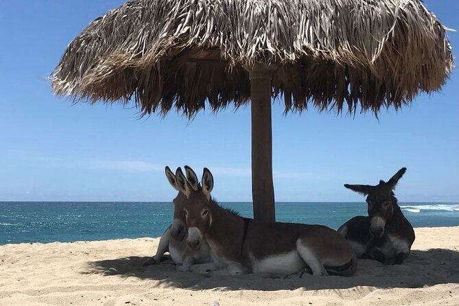 Private Surf Expedition in Baja, East Cape - What’s Included and What’s Not