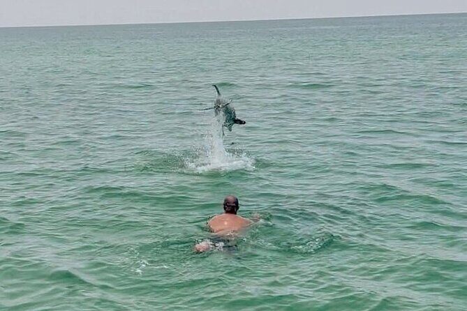 Private Swimming with Dolphins in Panama City Beach Florida - Authentic Experiences and What Travelers Say