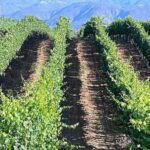 Private Temecula Wine Tour from Oceanside - FAQ