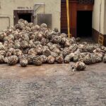 Private Tequila Tour - Who Is This Tour Best For?