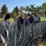 Private Tequila Tour with Local Expert - Who Will Love This Tour?
