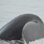 Private Tour 3 Hours of Whale Watching - The Itinerary: What to Expect