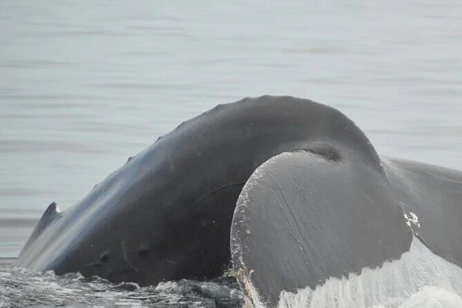 Private Tour 3 Hours of Whale Watching - The Itinerary: What to Expect