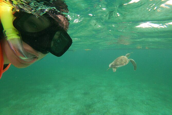 Private Tour: Akumal Marine Turtle Snorkeling and Cenote Adventure - Who Will Love This Tour?