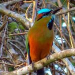 Private Tour: Birdwatching from Cancun - Weather and Practical Considerations