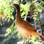 Private Tour: Botanical Garden, Petroglyphs & Mexican Food - Authentic Experiences That Make a Difference