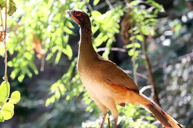 Private Tour: Botanical Garden, Petroglyphs & Mexican Food - Authentic Experiences That Make a Difference