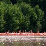 Private Tour Celestun Flamingo Watching and Beach - Why This Tour Offers Great Value