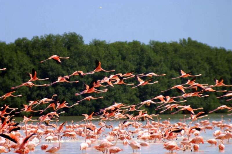 Private Tour Celestun Flamingo Watching and Beach - Transportation and Duration