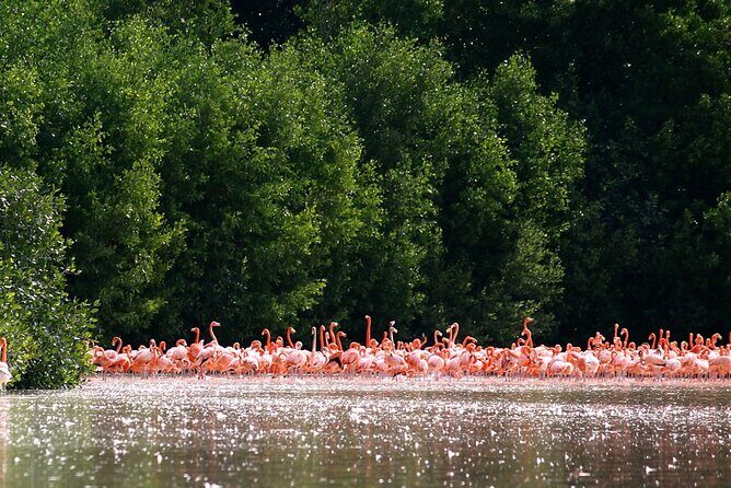 Private Tour Celestun Flamingo Watching and Beach - Why This Tour Offers Great Value