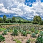 Private Tour New Raicilla Route to Mascota from Puerto Vallarta - Who Will Love This Tour?