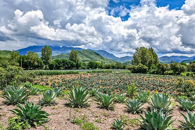 Private Tour New Raicilla Route to Mascota from Puerto Vallarta - Who Will Love This Tour?
