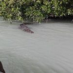 Private Tour: Pink Flamingos, Maya Temples and Ek Balam - FAQs