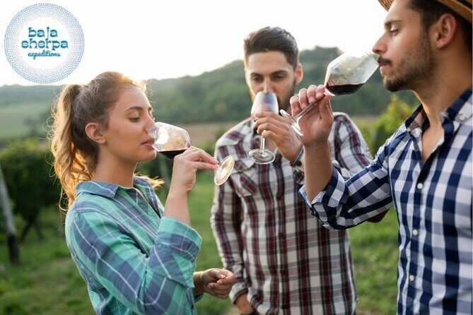 Private Tour Premium Wineries in the Valle de Guadalupe - Who This Tour Is Best For