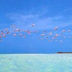 Private Tour To Holbox From Cancun - Practical Tips for Your Trip