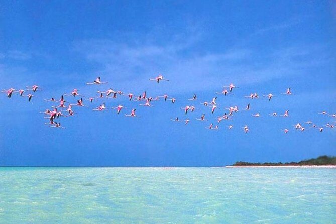 Private Tour To Holbox From Cancun - Practical Tips for Your Trip