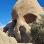 Private tour to Joshua Tree National park from Los Angeles - Why This Tour Stands Out