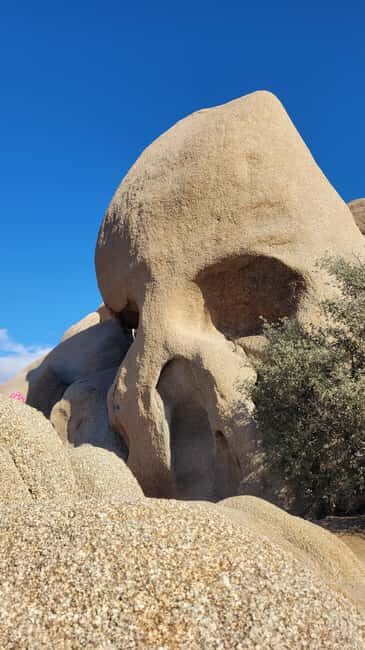 Private tour to Joshua Tree National park from Los Angeles - Why This Tour Stands Out