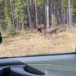 Private Tour Transportation Driver Guide of Banff! - The Sum Up