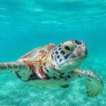 Private Tour: Turtle Swim & Underground Cenote - Diving Deeper: The Itinerary