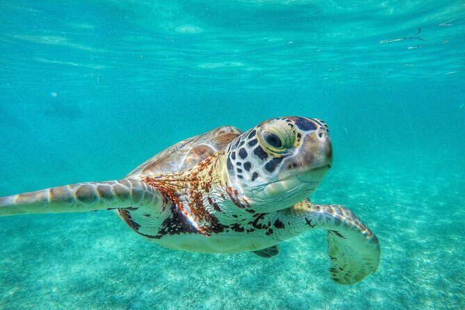 Private Tour: Turtle Swim & Underground Cenote - Diving Deeper: The Itinerary