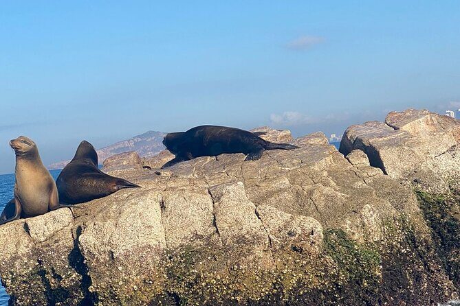 Private tour with sea lions and snorkeling - Practical Information at a Glance