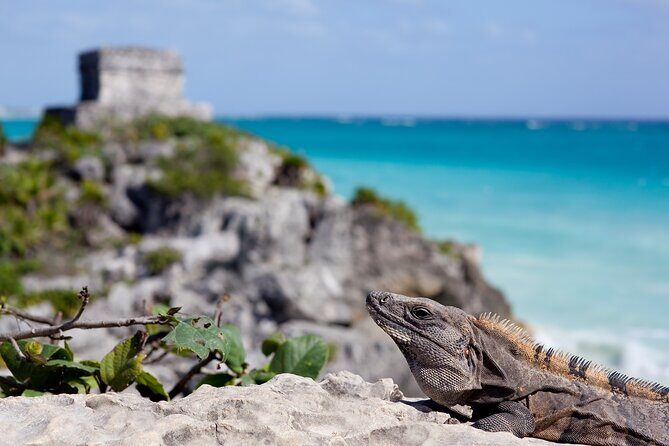 Private Transfer Bacalar-Tulum with optional 2h in Sian Ka'an Biosphere Reserve - Why Choose This Transfer?