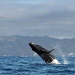 Private Transportation from Mazatlan to Puerto Vallarta - The Sum Up