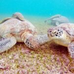 Private Tulum Ruins and Swim with Turtles - An In-Depth Look at What You Can Expect