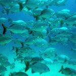 Private Tulum Ruins, Turtles in Akumal and Cenote Adventure - Exploring the Tulum Archaeological Site