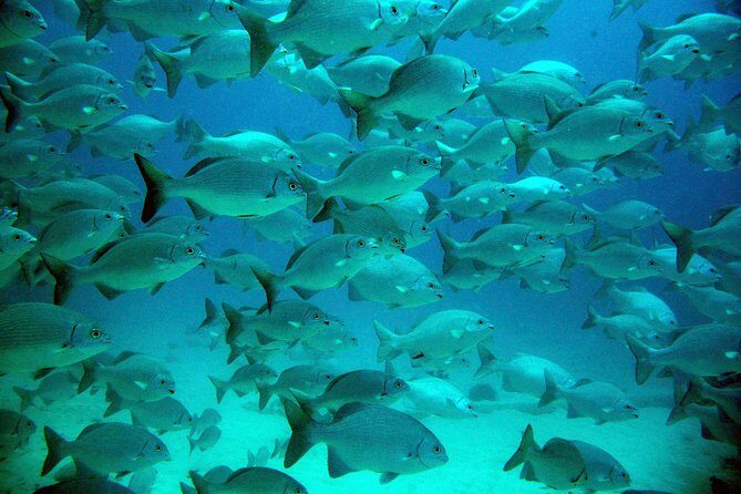 Private Tulum Ruins, Turtles in Akumal and Cenote Adventure - Exploring the Tulum Archaeological Site