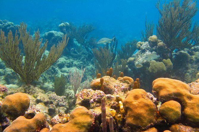 Private Turtle Discovery in Akumal - The Sum Up