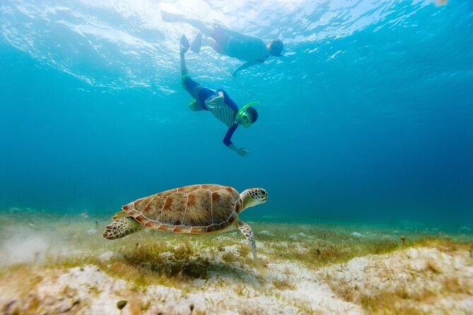 Private Turtle encounter + Cenote Adventure! Express Tour - Who Will Love This Tour?