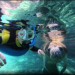 Private VIP Manatee Encounter - What’s Included and What To Expect