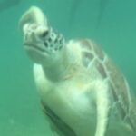 Private VW Beetle Tour Swim with Turtles, Visit Tulum Ruins&Town - Practical Tips for Participants