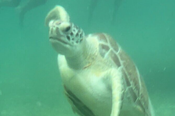 Private VW Beetle Tour Swim with Turtles, Visit Tulum Ruins&Town - Practical Tips for Participants