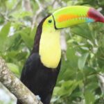 Private VW Beetle Tour to See Mexican Birds, Turtles & Monkeys - What’s Included and What’s Not