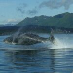 Private Whale and Wildlife Viewing - What Past Travelers Say