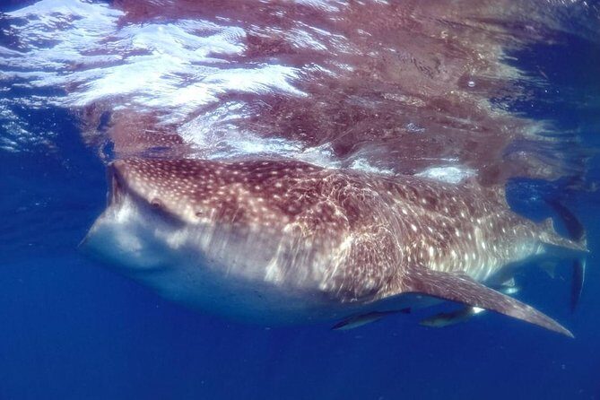 Private Whale shark Ecofriendly tour from Cancun - What Makes this Tour Stand Out
